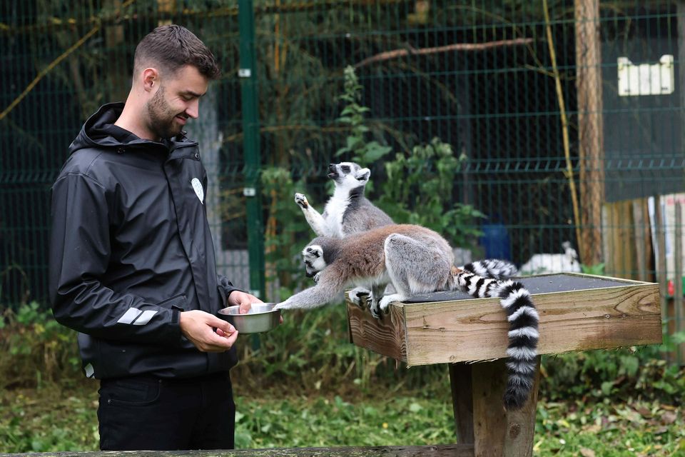 Mark Finn feeds the lemurs on Clonfert Farm, in Maynooth, Co Kildare. Photos: Damien Eagers